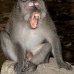 monkey_macaque_balinese_mf_ubud_v_0876_bal4589.jpg